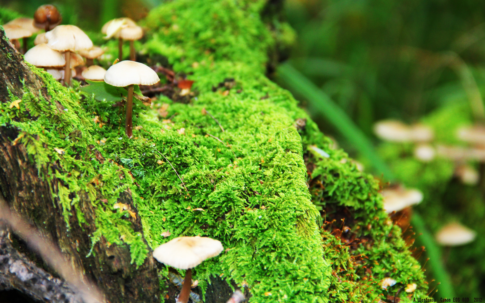 哈利伯顿个人秀撕裂防线，灰熊式战术体系全面压制辽宁队